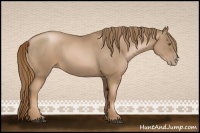 Horse Color:Liver Chestnut Pearl 