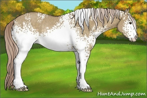 Horse Color:White Spotted Chocolate Palomino Dun Rabicano