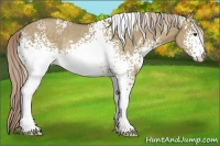 Horse Color:White Spotted Chocolate Palomino Dun Rabicano