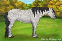 Horse Color:Grullo Ice 