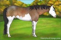 Horse Color:Buckskin Splash 