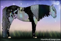 Horse Color:ERROR: UNKNOWN ANOMALY