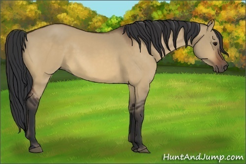 Horse Color:Bay Dun 