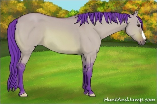 Horse Color:Watercolor Bay Dun 