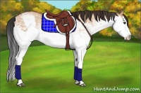 Horse Color:White Spotted Bay Splash  and White Spotted Bay Dun Splash 