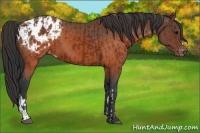 Horse Color:Brown Appaloosa  and Brown Appaloosa 