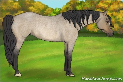 Horse Color:Buckskin Roan Dun Rabicano 