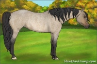 Horse Color:Buckskin Roan Dun Rabicano 
