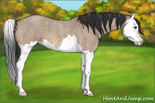 Horse Color:Bay Roan Dun Sabino Splash 
