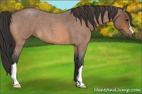 Horse Color:Buckskin Roan 