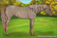 Horse Color:Chocolate Palomino Roan 