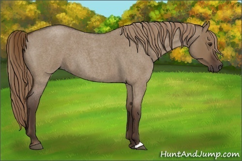 Horse Color:Liver Red Dun Roan 
