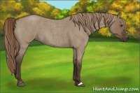 Horse Color:Liver Red Dun Roan 