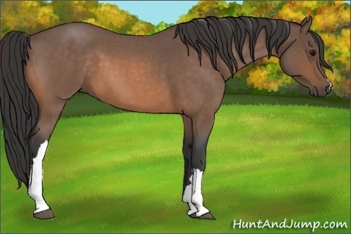 Horse Color:Buckskin Roan 