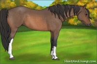 Horse Color:Buckskin Roan 
