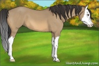 Horse Color:Buckskin Roan Dun Sabino Splash 