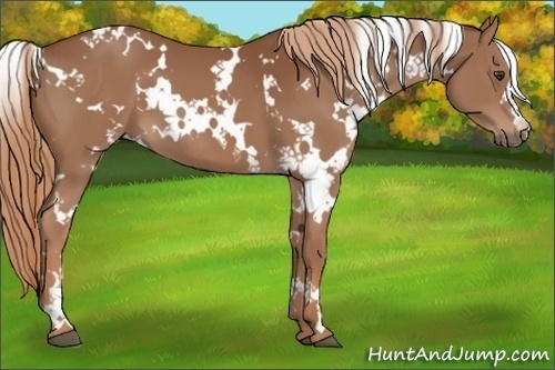Horse Color:White Spotted Chestnut 