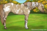 Horse Color:White Spotted Liver Red Dun