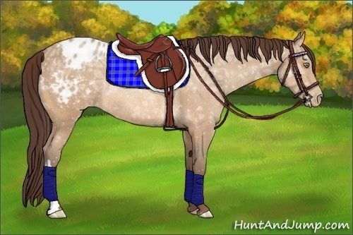Horse Color:Amber Champagne Ice Appaloosa Rabicano 