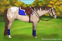 Horse Color:Amber Champagne Ice Appaloosa Rabicano