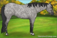 Horse Color:Grullo Ice Roan 