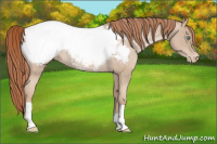 Horse Color:Smoky Black Pearl Appaloosa Rabicano