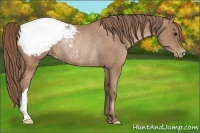 Horse Color:Black Pearl Snowcap Rabicano 