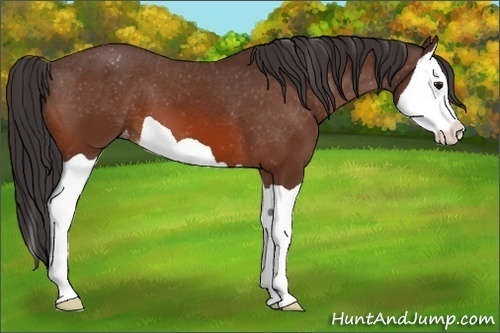 Horse Color:Bay Splash Appaloosa 