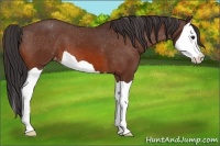 Horse Color:Bay Splash Appaloosa