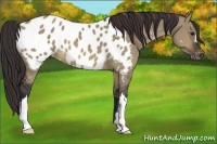 Horse Color:Brown Dun Appaloosa 