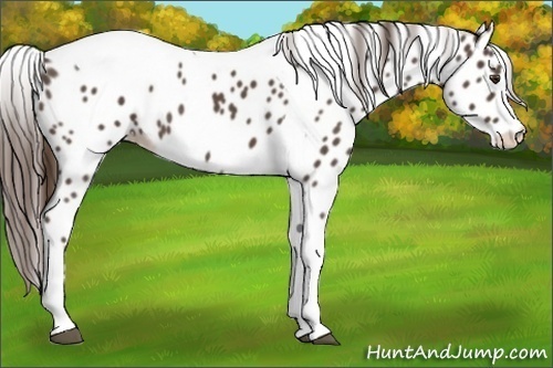 Horse Color:Liver Red Roan Tobiano Appaloosa