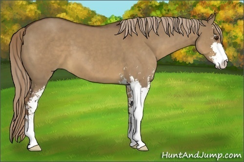 Horse Color:Liver Red Dun Sabino 