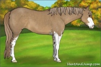 Horse Color:Liver Red Dun Sabino 
