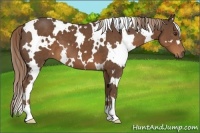 Horse Color:White Spotted Liver Chestnut