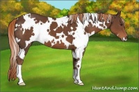 Horse Color:White Spotted Liver Chestnut 