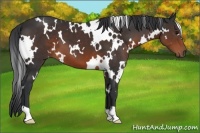 Horse Color:White Spotted Brown 