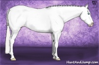 Horse Color:Chocolate Palomino Pearl Appaloosa
