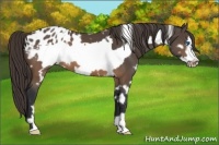 Horse Color:White Spotted Brown Frame Appaloosa 