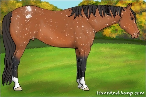 Horse Color:Bay Appaloosa 