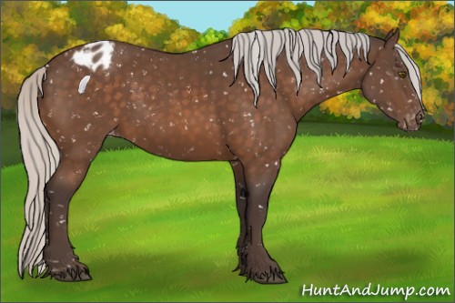Horse Color:Silver Brown Appaloosa 