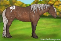 Horse Color:Silver Brown Appaloosa 