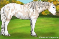 Horse Color:Palomino Pearl Splash Appaloosa 