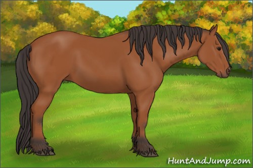 Horse Color:Bay Sabino