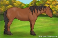 Horse Color:Bay Sabino 