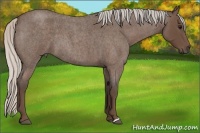 Horse Color:Silver Blue Roan 