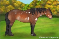Horse Color:White Spotted Bay Rabicano 