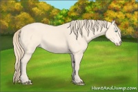 Horse Color:Perlino 