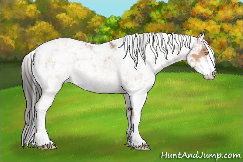 Horse Color:Sable Champagne Sabino 