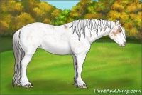 Horse Color:Sable Champagne Sabino 