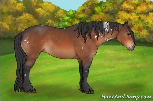 Horse Color:White Spotted Bay